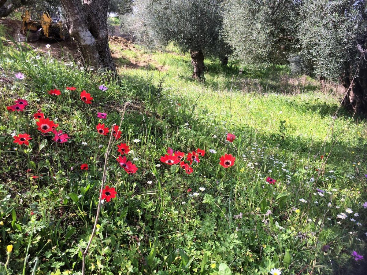 Hakuna Matata Holidays Wooden Lodge With Airco & Pool In Greek Olive Grove Methoni  Exterior foto