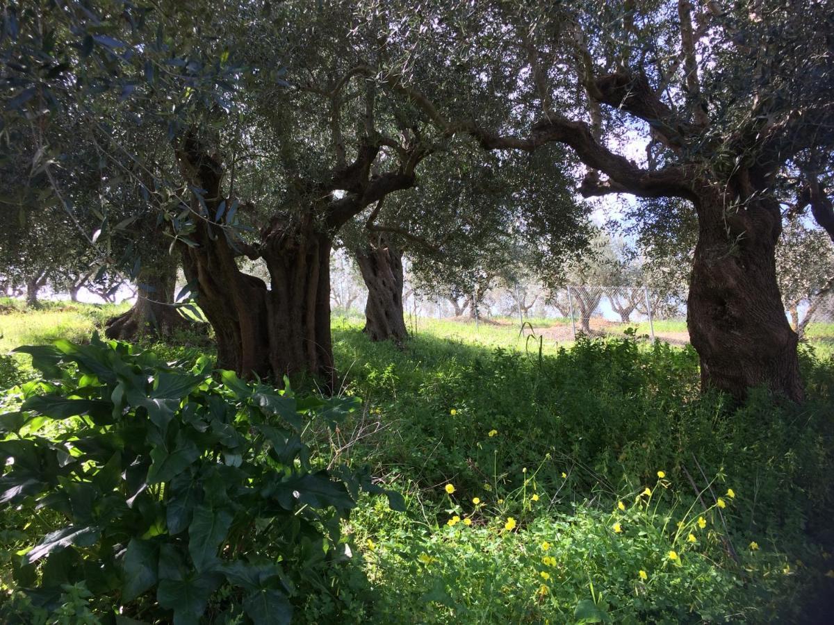 Hakuna Matata Holidays Wooden Lodge With Airco & Pool In Greek Olive Grove Methoni  Exterior foto