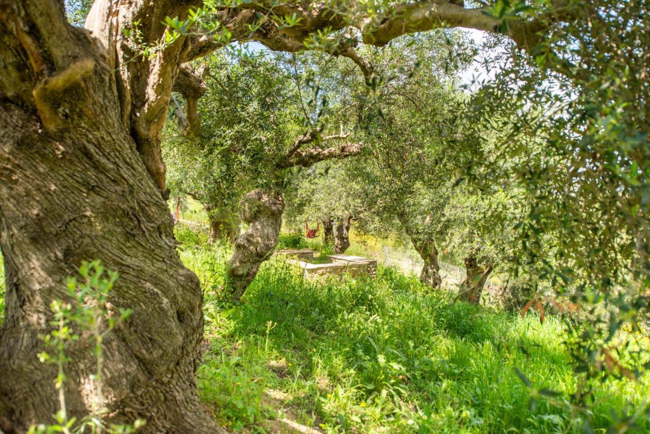 Hakuna Matata Holidays Wooden Lodge With Airco & Pool In Greek Olive Grove Methoni  Exterior foto